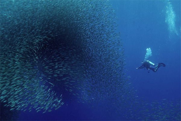 Diving Moalboal sardines