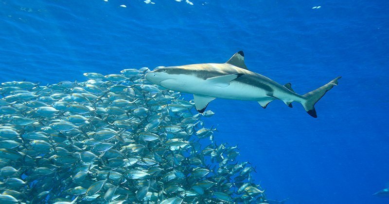 blacktip-reef-shark