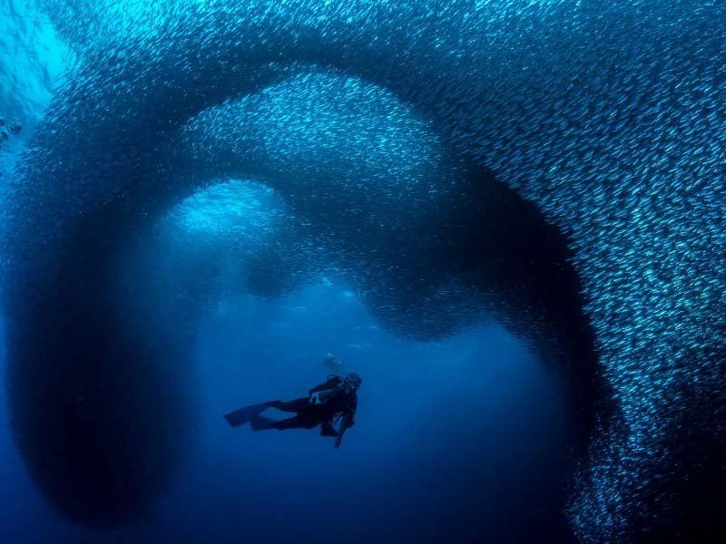 Moalboal sardine run