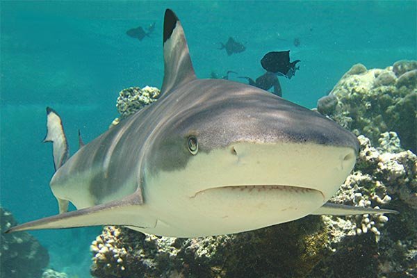 Blacktip Reef Shark