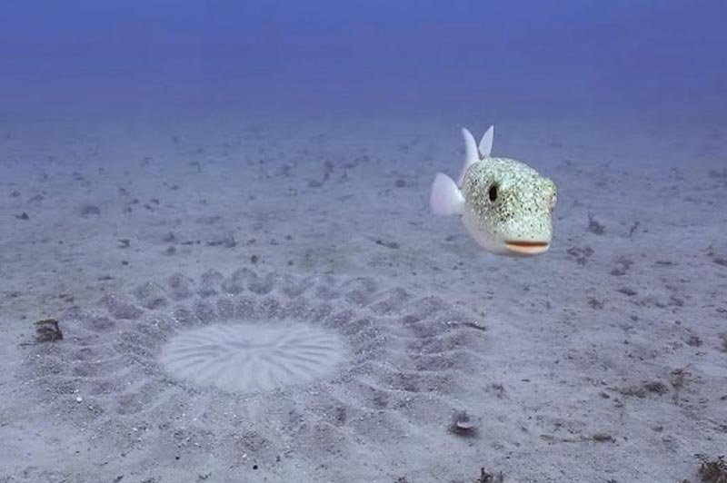 pufferfish nest